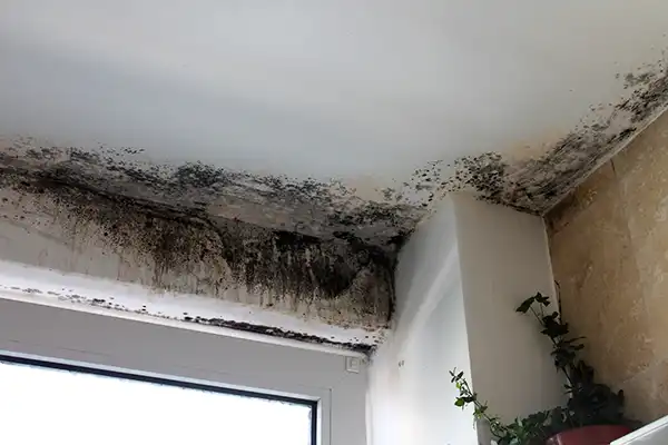 Mold damage in a home above window - BCC Restoration in Portland OR
